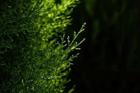 Essential Oils vs. Absolute Oils: Understanding the Differences